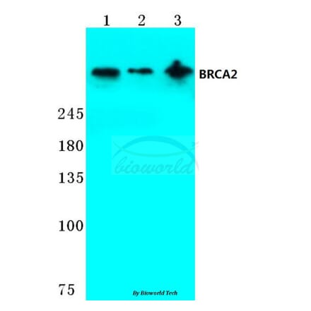 Anti-BRCA2 (N60) Antibody from Bioworld Technology (BS2864) - Antibodies.com