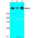 Anti-BRCA2 (N60) Antibody from Bioworld Technology (BS2864) - Antibodies.com