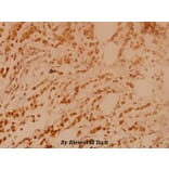 Anti-BRCA2 (N60) Antibody from Bioworld Technology (BS2864) - Antibodies.com