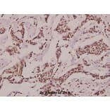 Anti-CRF (R153) Antibody from Bioworld Technology (BS2869) - Antibodies.com