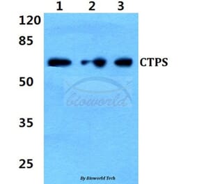 Anti-CTPS (K109) Antibody from Bioworld Technology (BS2871) - Antibodies.com