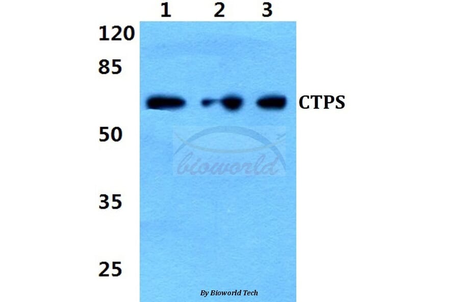Anti-CTPS (K109) Antibody from Bioworld Technology (BS2871) - Antibodies.com