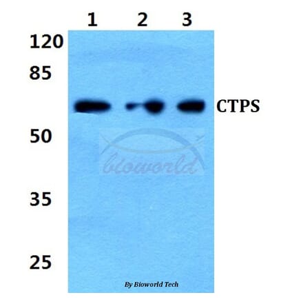 Anti-CTPS (K109) Antibody from Bioworld Technology (BS2871) - Antibodies.com