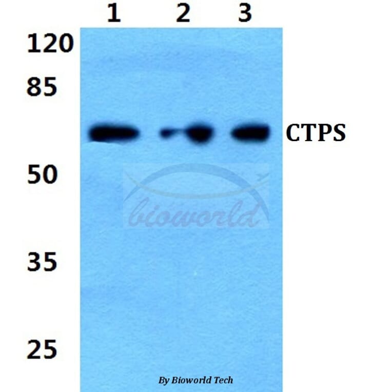 Anti-CTPS (K109) Antibody from Bioworld Technology (BS2871) - Antibodies.com