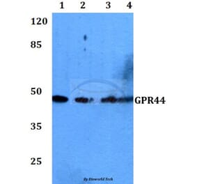 Anti-GPR44 (D113) Antibody from Bioworld Technology (BS2873) - Antibodies.com