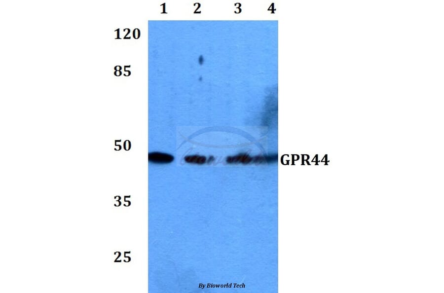 Anti-GPR44 (D113) Antibody from Bioworld Technology (BS2873) - Antibodies.com