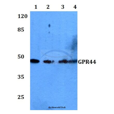 Anti-GPR44 (D113) Antibody from Bioworld Technology (BS2873) - Antibodies.com