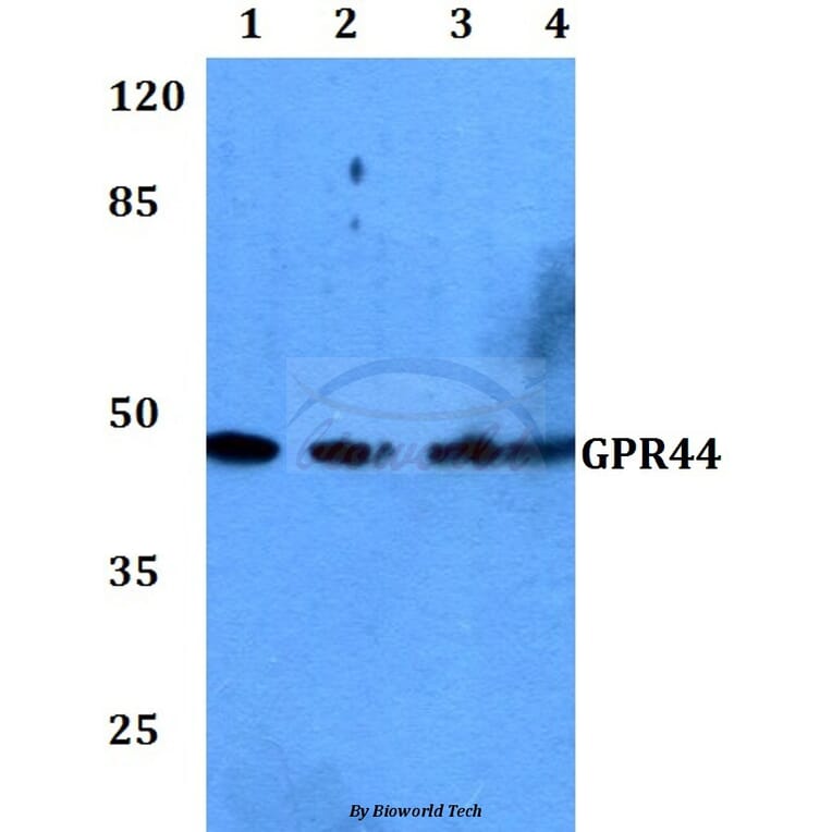 Anti-GPR44 (D113) Antibody from Bioworld Technology (BS2873) - Antibodies.com