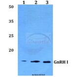 Anti-GnRH I (D43) Antibody from Bioworld Technology (BS2880) - Antibodies.com