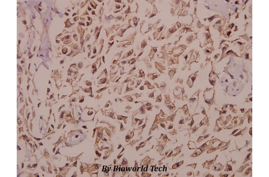 Anti-GnRH I (D43) Antibody from Bioworld Technology (BS2880) - Antibodies.com
