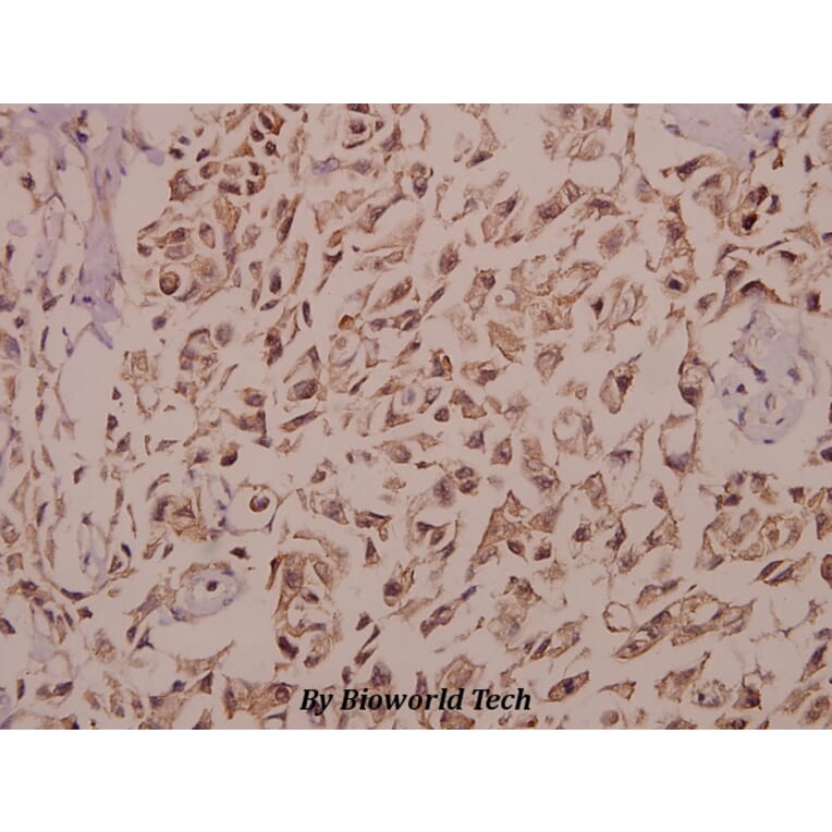 Anti-GnRH I (D43) Antibody from Bioworld Technology (BS2880) - Antibodies.com