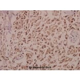 Anti-GnRH I (D43) Antibody from Bioworld Technology (BS2880) - Antibodies.com