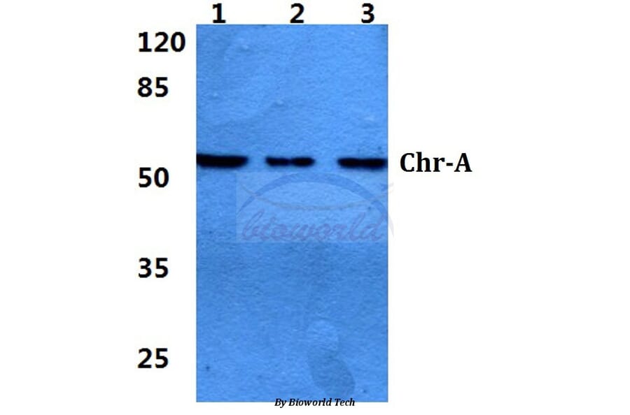 Anti-Chr-A (G360) Antibody from Bioworld Technology (BS2904) - Antibodies.com
