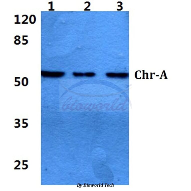 Anti-Chr-A (G360) Antibody from Bioworld Technology (BS2904) - Antibodies.com