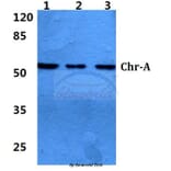 Anti-Chr-A (G360) Antibody from Bioworld Technology (BS2904) - Antibodies.com
