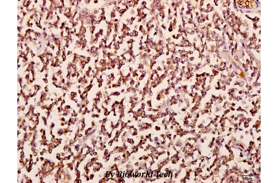 Anti-Chr-A (G360) Antibody from Bioworld Technology (BS2904) - Antibodies.com