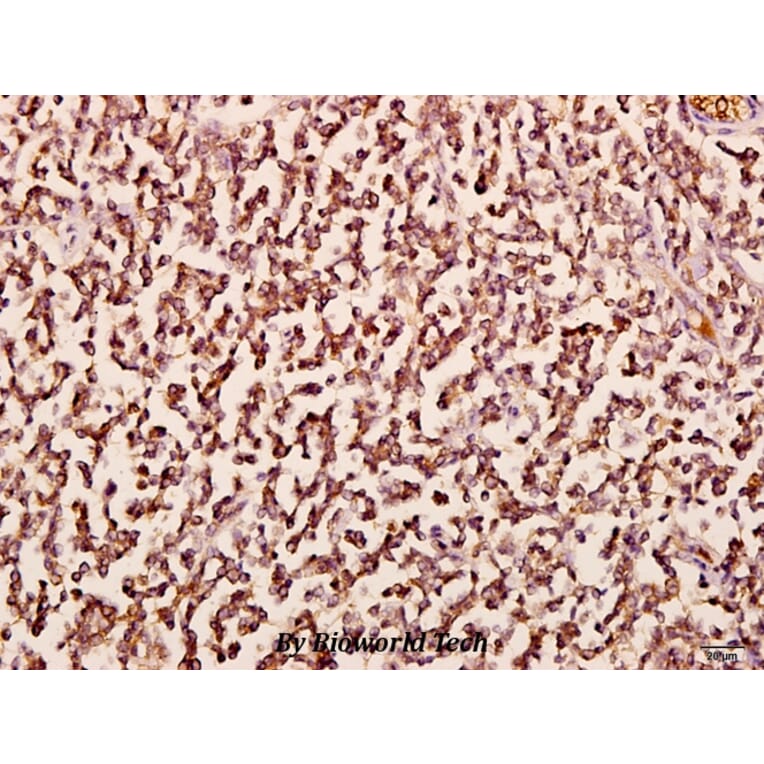 Anti-Chr-A (G360) Antibody from Bioworld Technology (BS2904) - Antibodies.com