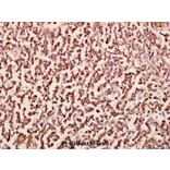 Anti-Chr-A (G360) Antibody from Bioworld Technology (BS2904) - Antibodies.com