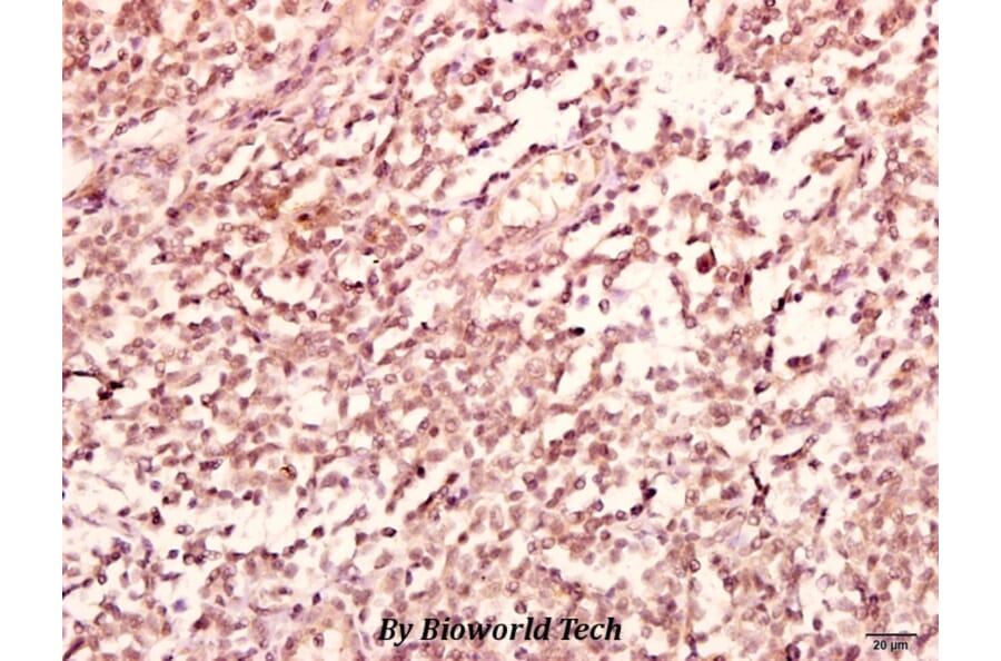 Anti-GABAA Rβ2 (R431) Antibody from Bioworld Technology (BS2907) - Antibodies.com