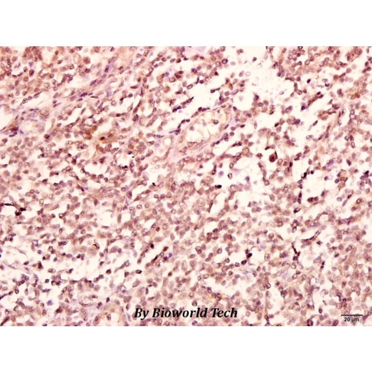 Anti-GABAA Rβ2 (R431) Antibody from Bioworld Technology (BS2907) - Antibodies.com