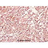 Anti-GABAA Rβ2 (R431) Antibody from Bioworld Technology (BS2907) - Antibodies.com
