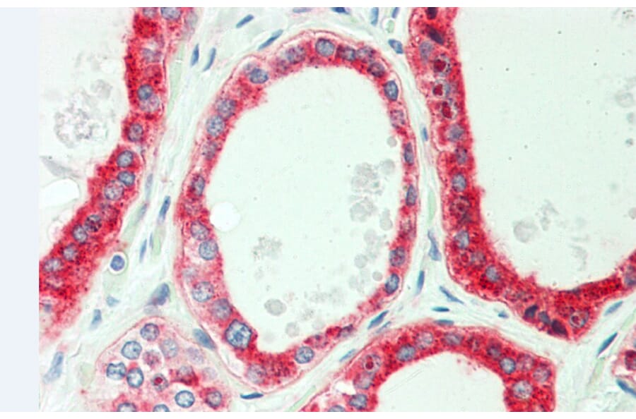 Anti-PFKP (E369) Antibody from Bioworld Technology (BS2911) - Antibodies.com