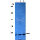 Anti-SOD1 (L85) Antibody from Bioworld Technology (BS2915) - Antibodies.com