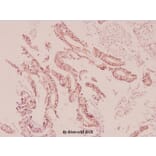 Anti-UCP2 (H113) Antibody from Bioworld Technology (BS2917) - Antibodies.com