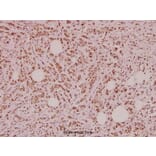 Anti-VIP (V120) Antibody from Bioworld Technology (BS2919) - Antibodies.com