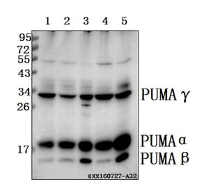 Anti-PUMA (R169) Antibody from Bioworld Technology (BS2922) - Antibodies.com