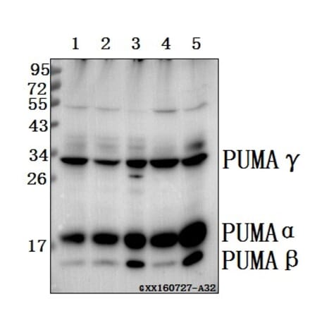 Anti-PUMA (R169) Antibody from Bioworld Technology (BS2922) - Antibodies.com