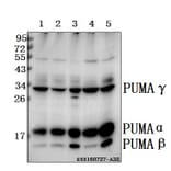Anti-PUMA (R169) Antibody from Bioworld Technology (BS2922) - Antibodies.com
