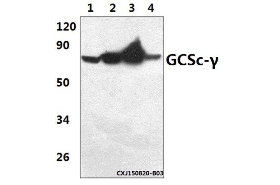 Anti-GCSc-γ (E315) Antibody from Bioworld Technology (BS2926) - Antibodies.com