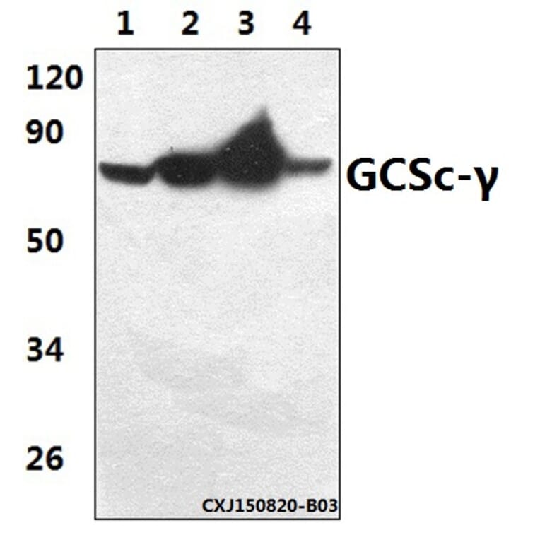 Anti-GCSc-γ (E315) Antibody from Bioworld Technology (BS2926) - Antibodies.com