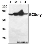 Anti-GCSc-γ (E315) Antibody from Bioworld Technology (BS2926) - Antibodies.com