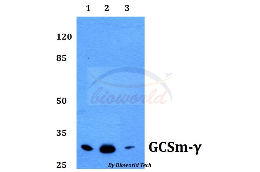 Anti-GCSm-γ (V91) Antibody from Bioworld Technology (BS2927) - Antibodies.com