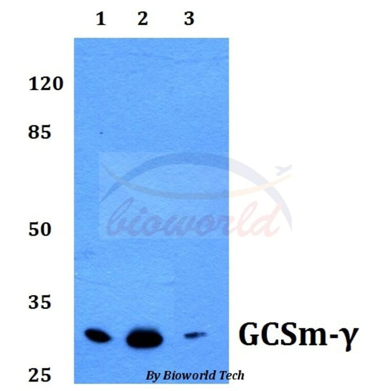 Anti-GCSm-γ (V91) Antibody from Bioworld Technology (BS2927) - Antibodies.com