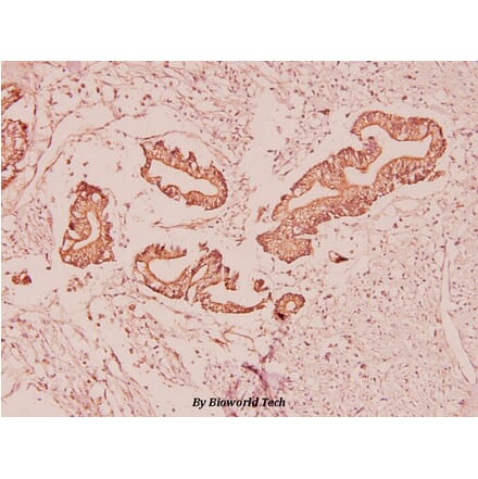 Anti-Ghrelin (K47) Antibody from Bioworld Technology (BS2930) - Antibodies.com
