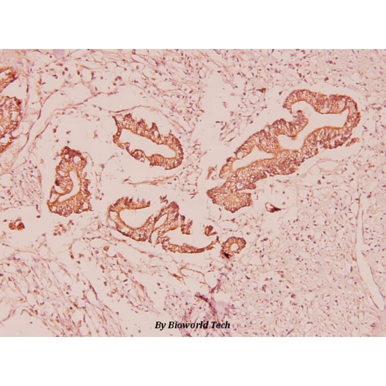 Anti-Ghrelin (K47) Antibody from Bioworld Technology (BS2930) - Antibodies.com