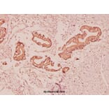 Anti-Ghrelin (K47) Antibody from Bioworld Technology (BS2930) - Antibodies.com