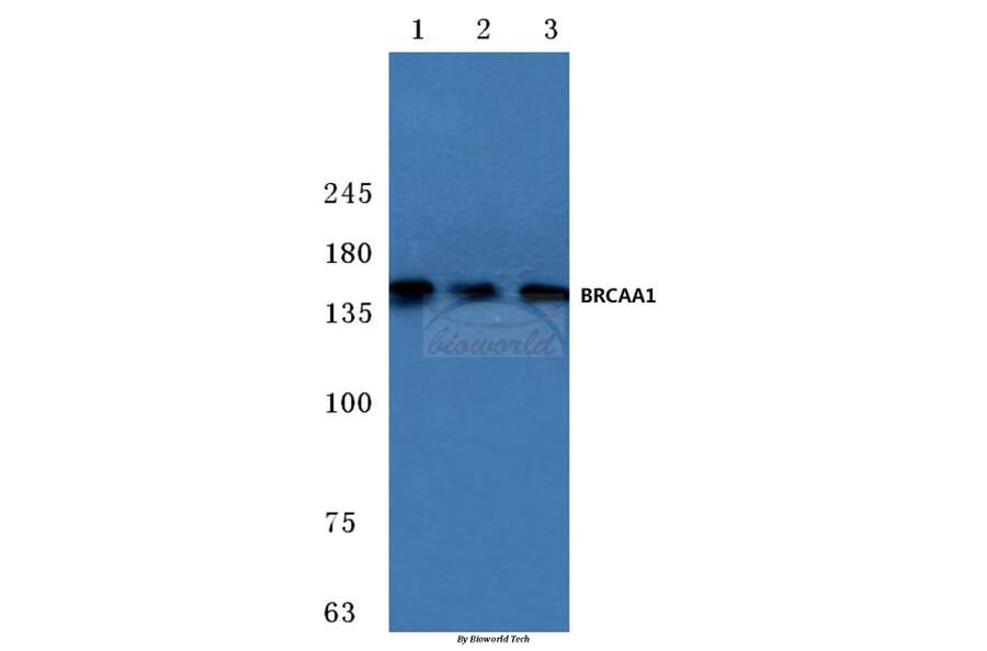 Anti-BRCAA1 (D810) Antibody from Bioworld Technology (BS2935) - Antibodies.com