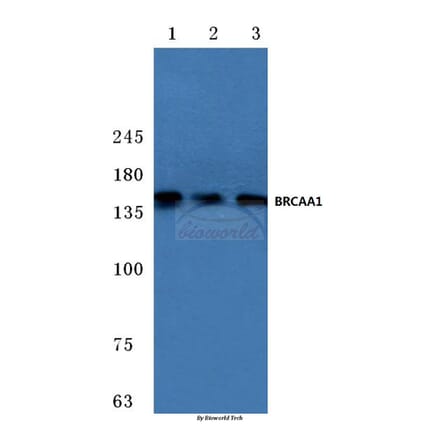 Anti-BRCAA1 (D810) Antibody from Bioworld Technology (BS2935) - Antibodies.com