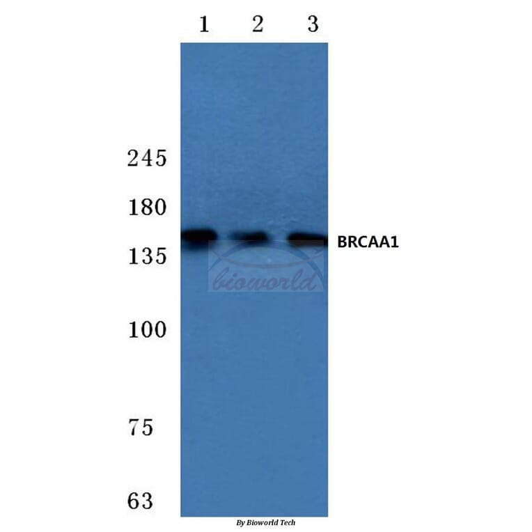 Anti-BRCAA1 (D810) Antibody from Bioworld Technology (BS2935) - Antibodies.com