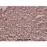 Anti-STEAP1 (D31) Antibody from Bioworld Technology (BS2937) - Antibodies.com