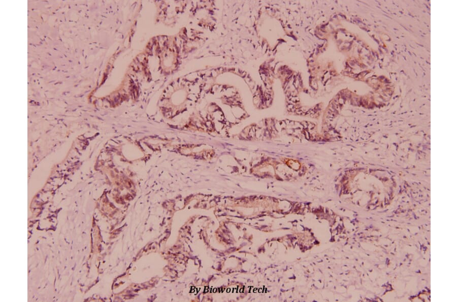 Anti-VAMP-1/2/3 (D70) Antibody from Bioworld Technology (BS2938) - Antibodies.com