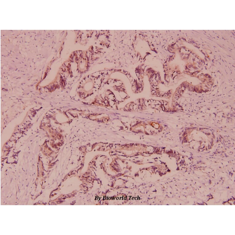 Anti-VAMP-1/2/3 (D70) Antibody from Bioworld Technology (BS2938) - Antibodies.com