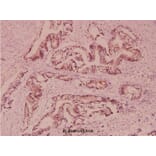 Anti-VAMP-1/2/3 (D70) Antibody from Bioworld Technology (BS2938) - Antibodies.com
