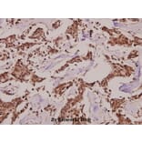 Anti-Synphilin-1 (R846) Antibody from Bioworld Technology (BS2939) - Antibodies.com