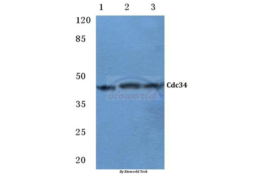 Anti-Cdc34 (D163) Antibody from Bioworld Technology (BS2949) - Antibodies.com