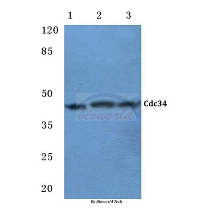Anti-Cdc34 (D163) Antibody from Bioworld Technology (BS2949) - Antibodies.com